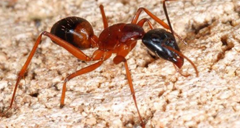 CÁC DẤU HIỆU CỦA KIẾN